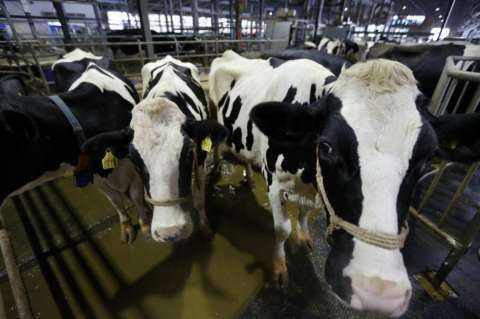 En 4 % aumentó precio base que se paga al productor de leche