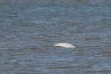 Encontraron una ballena beluga en el río Támesis