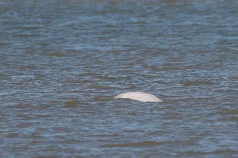 Encontraron una ballena beluga en el río Támesis