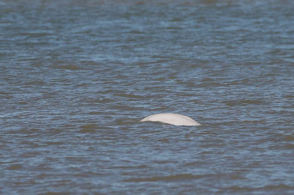Este es el ejemplar de la ballena beluga nadando por el río Támesis. / AFP