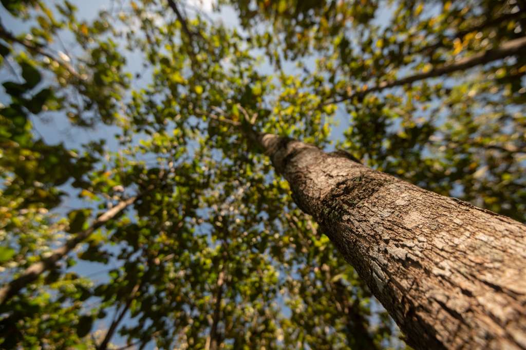 Reforestación.