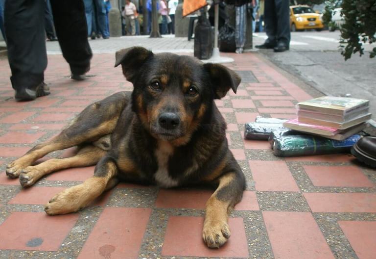 Un día para acordarse del perro callejero, un amigo invisibilizado