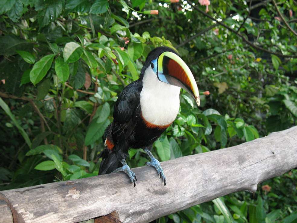 El tucán pechiblanco (Ramphastos tucanus) / UN
