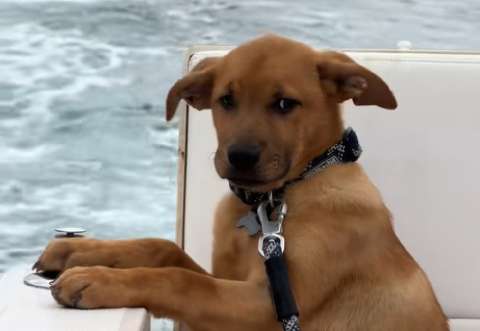 El increíble cambio de vida de un cachorro dos semanas después de ser adoptado (video)