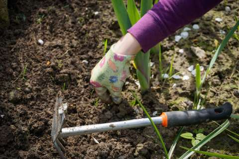 ¿Funcionan los fertilizantes caseros?