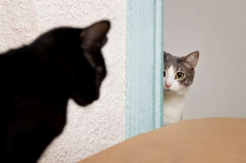 ¿Cuánto tiempo puede un gato estar sin ver a su dueño?