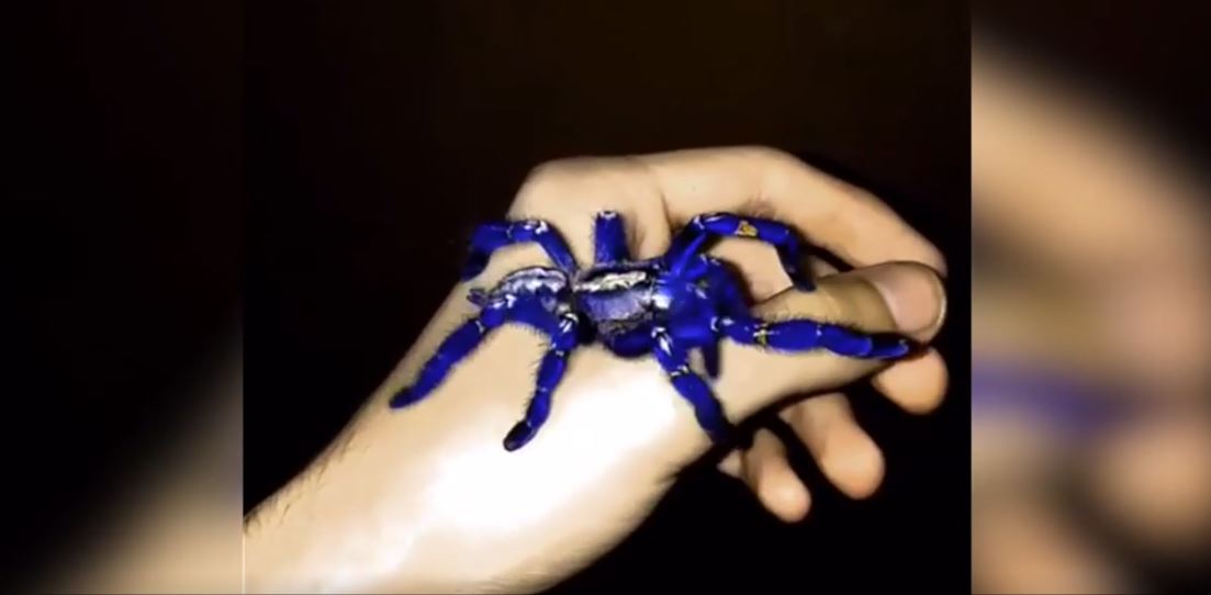 Así luce la nueva especie descrita por la ciencia. / N+1- Hannah Wood / Smithsonian