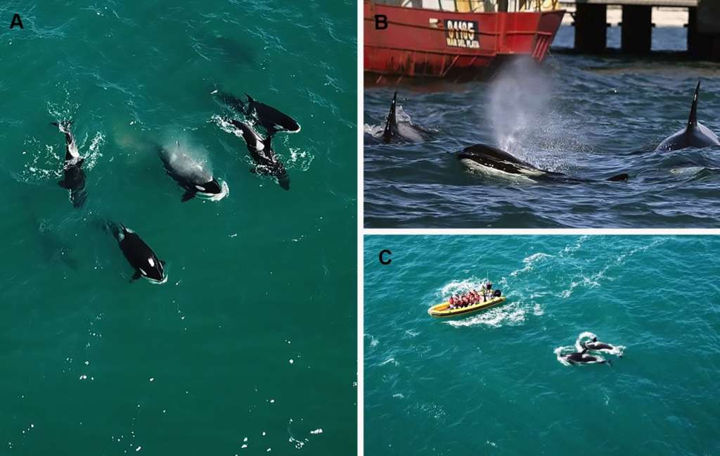 Grupo de orcas compuesto por ocho individuos (siete adultos y una cría) entrando en la bahía. (A, C) Franco Dorini; (B) Walter Castro Velis.