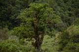 En Tolima, las comunidades se unieron para salvar un árbol en peligro de extinción