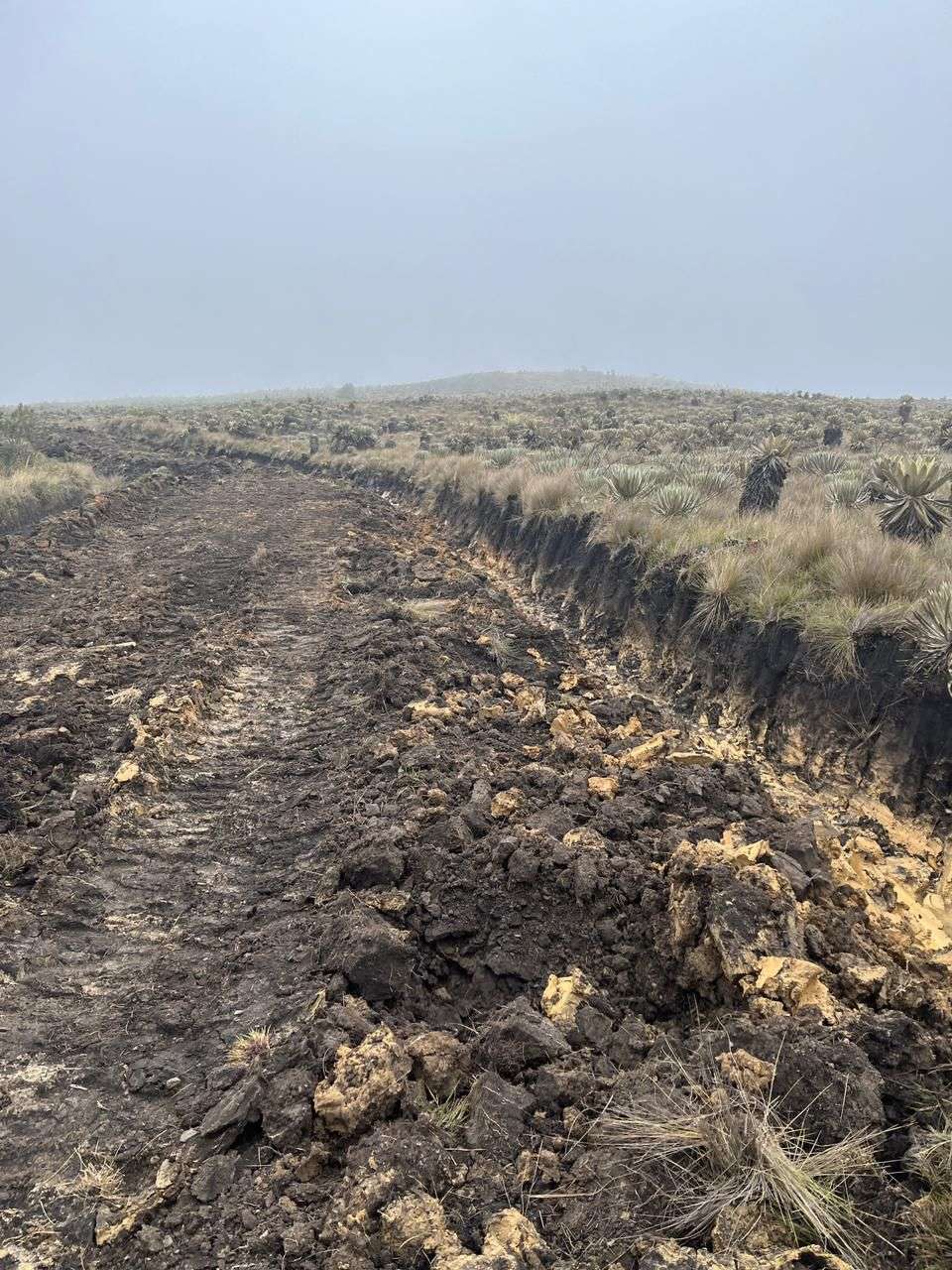 En un área de 200 metros 17 frailejones fueron afectados por el paso de la maquinaria.