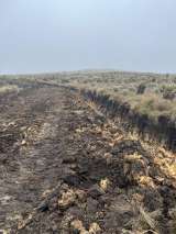 Maquinaria pesada arrasó con frailejones en páramo de Boyacá