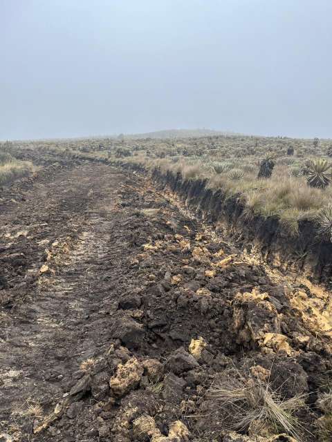 Maquinaria pesada arrasó con frailejones en páramo de Boyacá