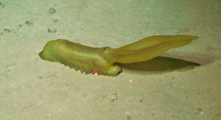 Psychropotes dyscrita , apodada como la ardilla gomosa, es un tipo de pepino de mar que se encuentra en las profundidades del océano.