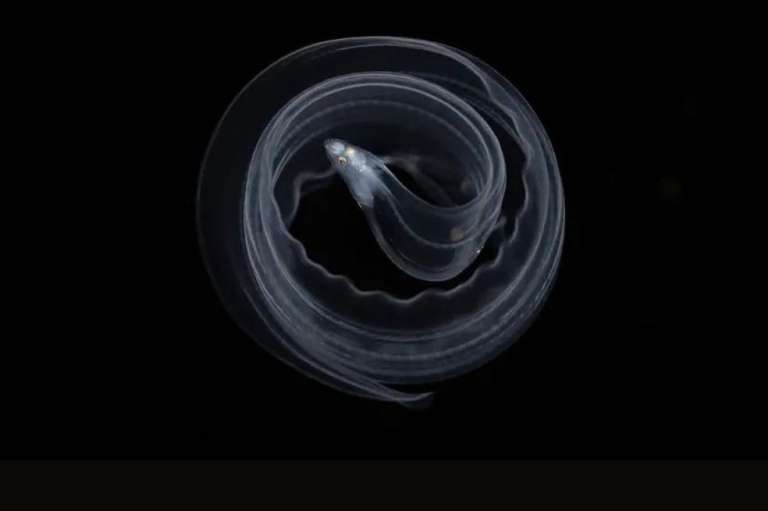 Submarino:
Yi Lin Tseng llamó a su imagen Enredo y consiste en el comportamiento de una larva de morena cuando se siente amenazada.