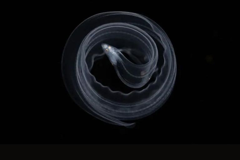 Submarino:
Yi Lin Tseng llamó a su imagen Enredo y consiste en el comportamiento de una larva de morena cuando se siente amenazada.