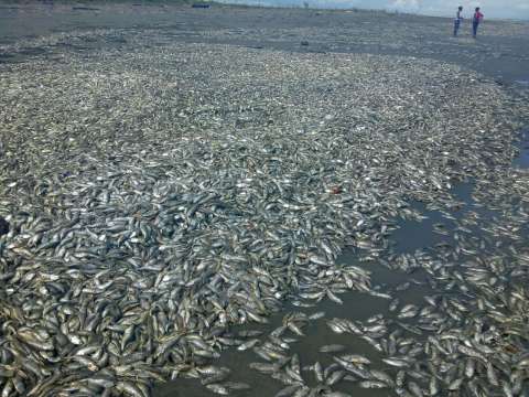 Catástrofe ambiental en el litoral de San Juan por mortandad de centenares de peces