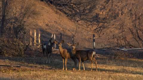 Cientos de animales vulnerables por los incendios de Los Ángeles