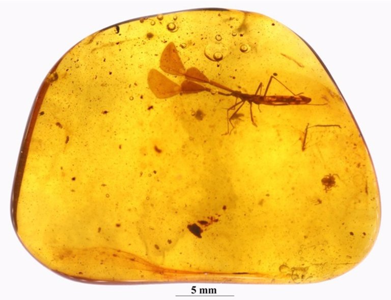 Descubren un insecto con antenas en forma de hoja preservado 99 millones de años
