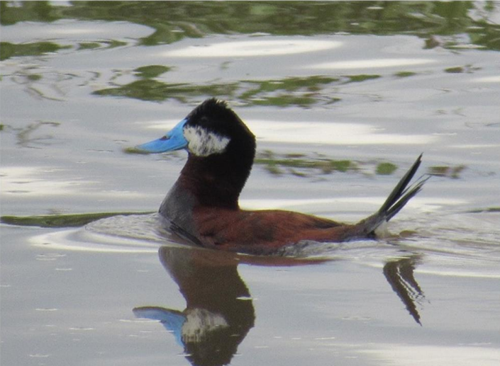 El pato andino es considerado una subespecie del pato zambullidor.