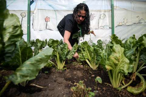 Huertas urbanas: un ejemplo que germina, para combatir el hambre en Bogotá