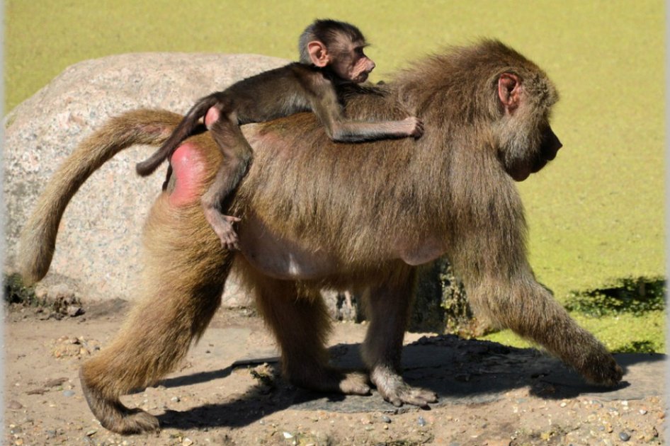 Se analizaron 1.335 vocalizaciones espontáneas de trece machos y hembras de babuinos de Guinea / Pixabay