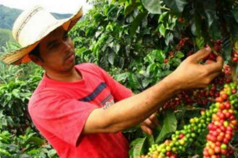 Gobierno eleva a $60.000 por carga, ayuda a cafeteros