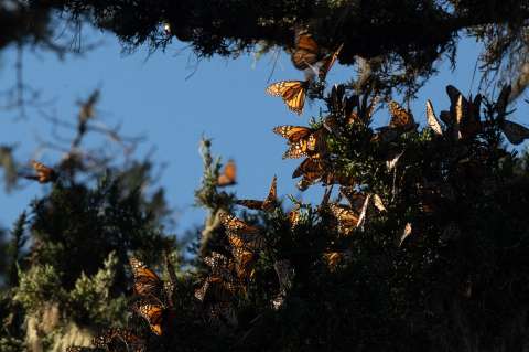 ¡Buenas noticias! Presencia de la mariposa monarca en bosques mexicanos aumentó un 64 %