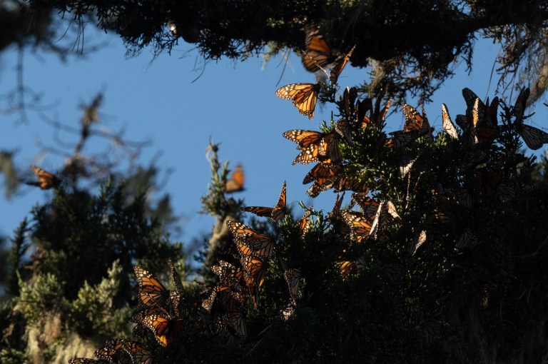 ¡Buenas noticias! Presencia de la mariposa monarca en bosques mexicanos aumentó un 64 %
