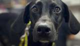 ¿Los recuerda? Adoptan a Trueno y Luna, perritos que fueron devueltos al refugio