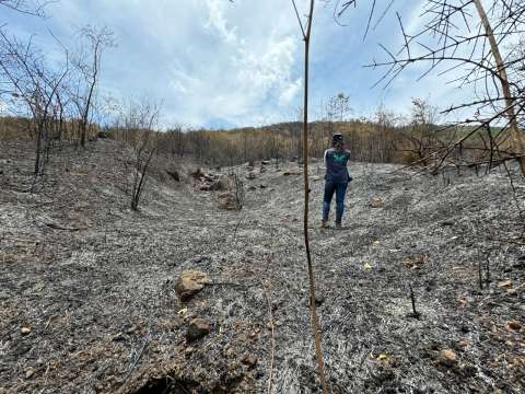 Anuncian sanciones por incendios que devoraron 19 hectáreas de área de protección