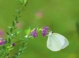Putumayo es una de las cunas de mariposas de Colombia