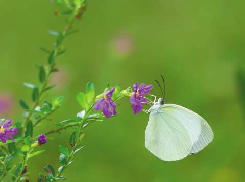 Putumayo es una de las cunas de mariposas de Colombia