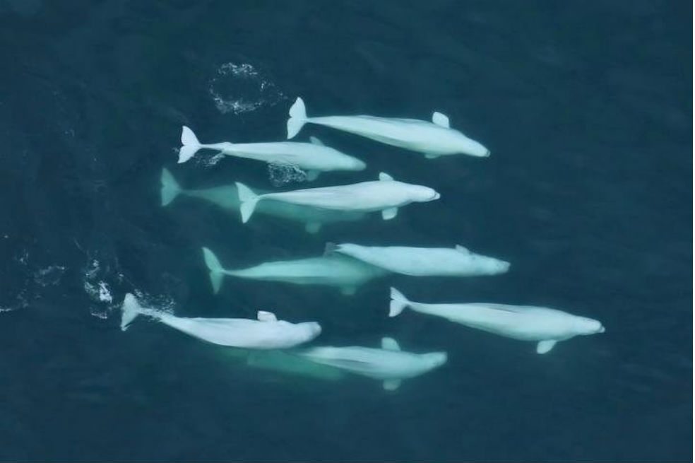 Las ballenas beluga se encuentran en las costas más al norte del océano Pacífico. / Lisa Barry, NOAA/NMFS/AFSC/MML