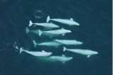 La especie de ballena que valora la cultura y los lazos familiares