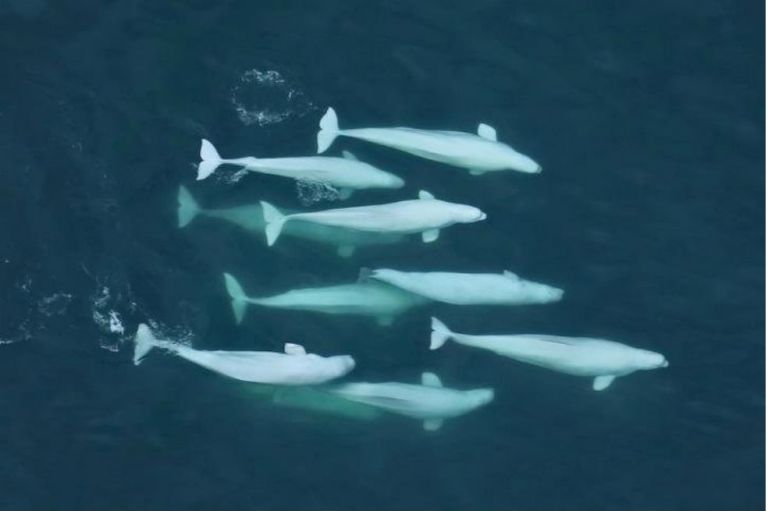 La especie de ballena que valora la cultura y los lazos familiares