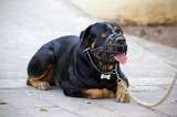 Estas son las razas de perro que deben llevar bozal en Colombia