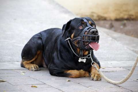 Estas son las razas de perro que deben llevar bozal en Colombia