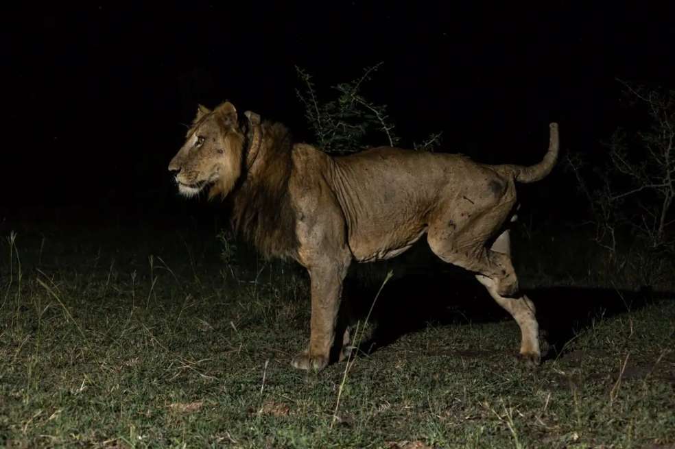 Jacob, que llevaba un collar de seguimiento, perdió su pata trasera en 2020.
