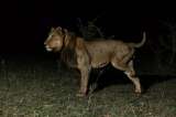 Un león de tres patas aprendió a cazar para sobrevivir. Investigadores revelan su estrategia
