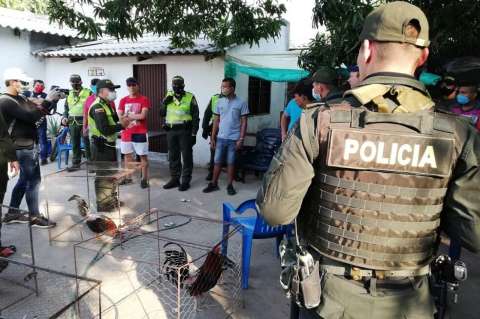 Capturan a 14 personas en Valledupar por estar en una gallera clandestina y violar la cuarentena
