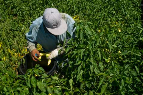 Una vida de sacrificio: los campesinos mexicanos que cosechan comida para Estados Unidos