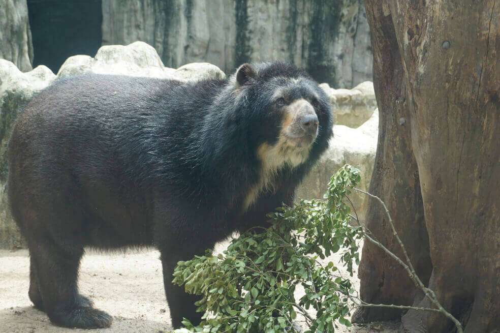 Chucho, el oso de anteojos del Zoológico de Barranquilla. / Cortesía Fundación Botánica y Zoológica de Barranquilla