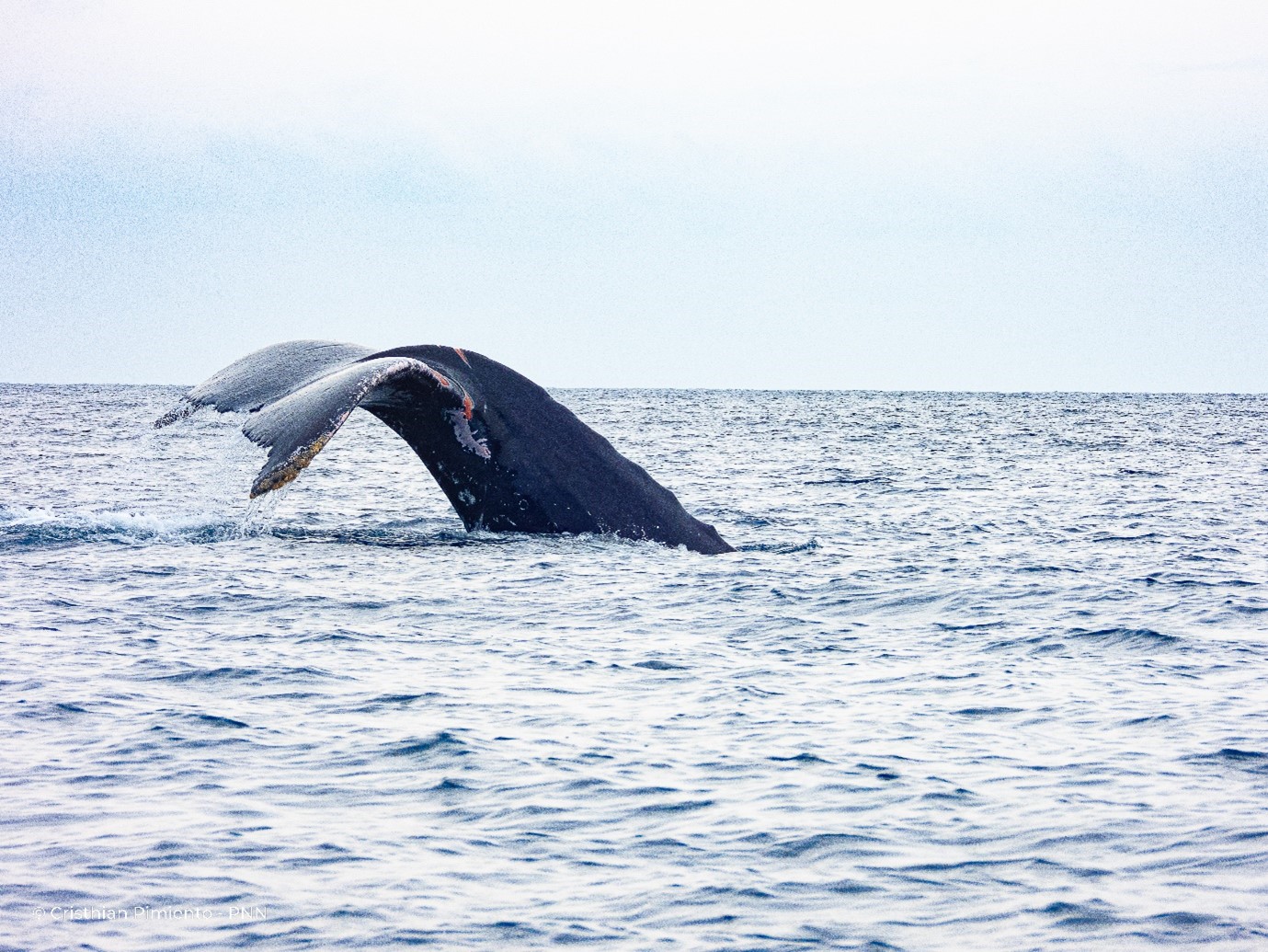 La Chola, donde está una de las nueve guarderías de coral, es un lugar que las ballenas visitan con frecuencia, ahí observamos a la madre, la cría y el escolta.
