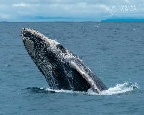 ¿Cómo estudiamos a las ballenas si apenas las vemos cuando emergen a la superficie?
