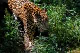 BID anuncia US $4 millones para proteger la biodiversidad y Colombia es su primer socio