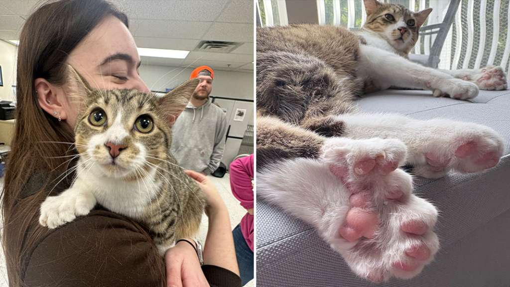 Este gato de 10 meses acaba de igualar un récord mundial que no se veía hace más de 20 años.