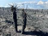 Más de 50 años tardarán los frailejones quemados en recuperar alturas de 2 metros