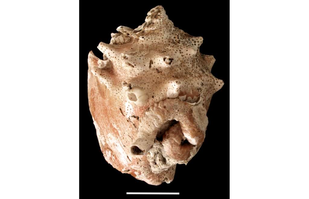 Los investigadores también encontraron el caracol sobre moluscos del género "Strombus".