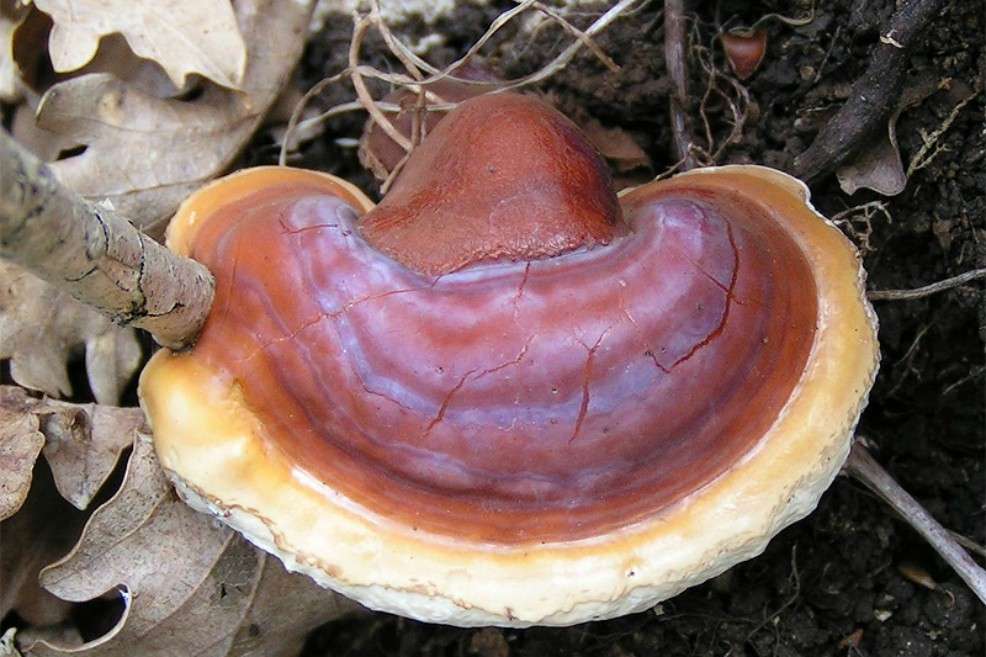 Una de las especies de ganoderma.WikipediaSobre la relación entre ganoderma y algún tipo de cáncer, la ministra no ha publicado nada. Como sucede con muchos otros compuestos de la medicina tradicional, se suele mencionar que podrían tener algún beneficio, generalmente para un amplio número de dolencias. Al ganoderma, la cultura popular también le atribuye beneficios en el tratamiento de enfermedades coronarias, arteriosclerosis, hepatitis, artritis, nefritis, bronquitis, hipertensión, cáncer y úlceras gástricas.
