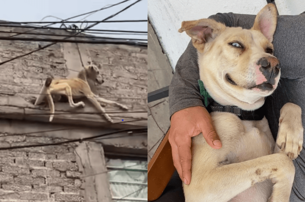 Tras años encadenado en una terraza, Valiente ahora tiene una nueva vida (video)